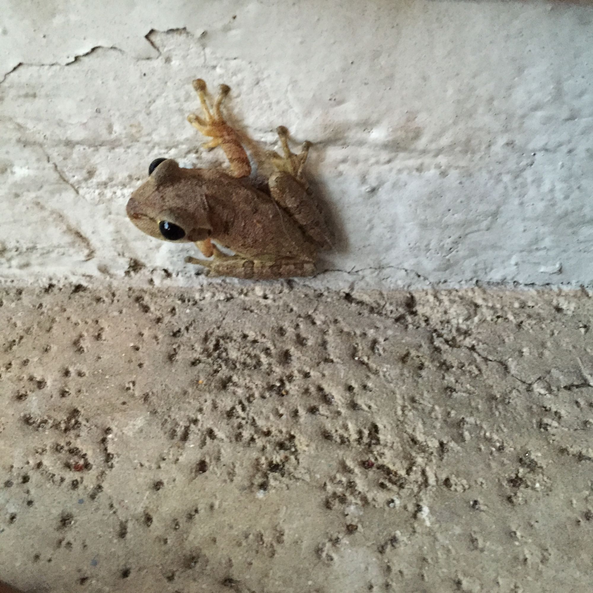 Wherever an animal is, its enemy is always nearby and it can be eaten any time. (Photo Roy Harvey)