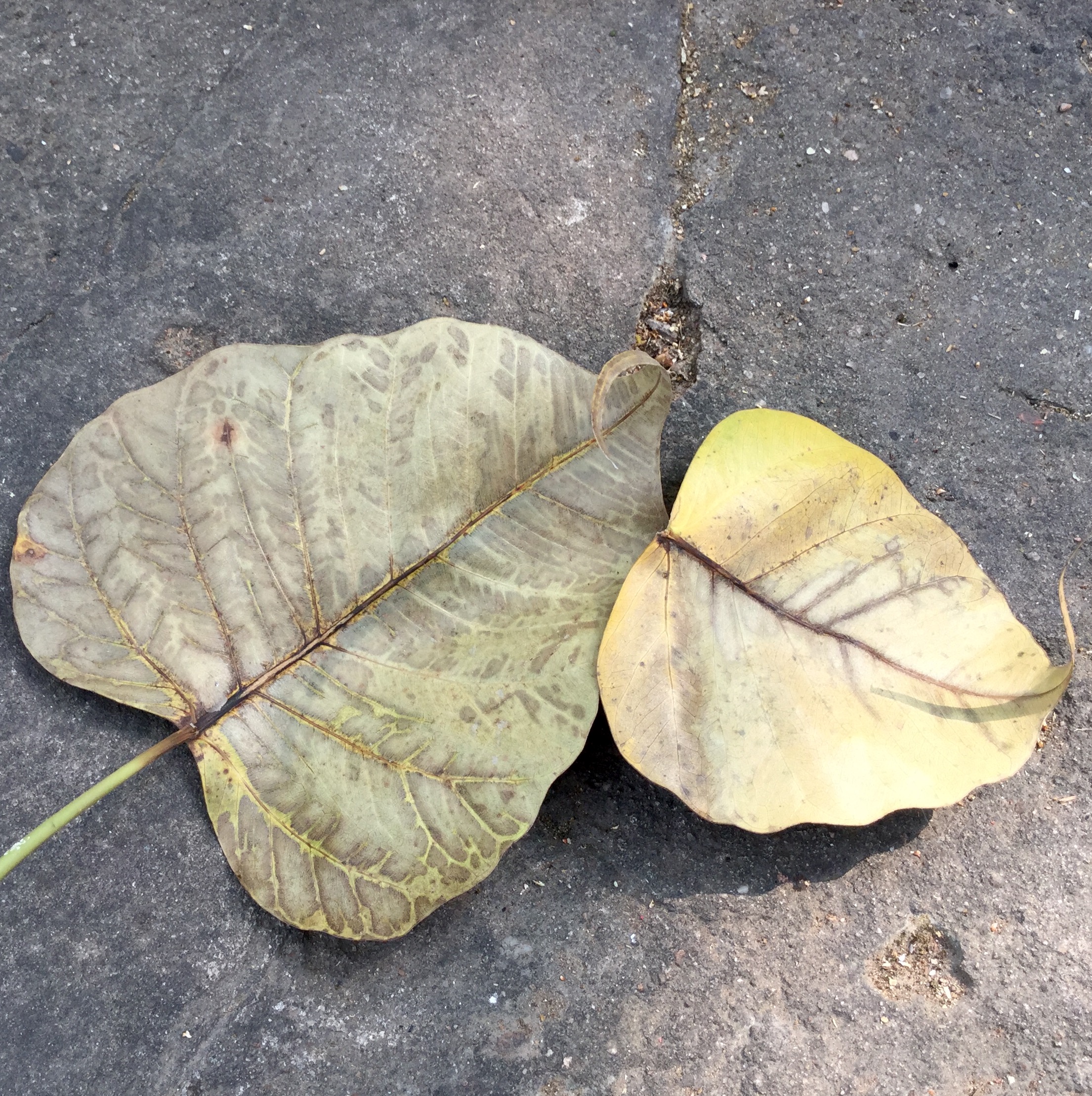 “Everything decays and nothing lasts.” (Photo Ven Sarah Thresher)