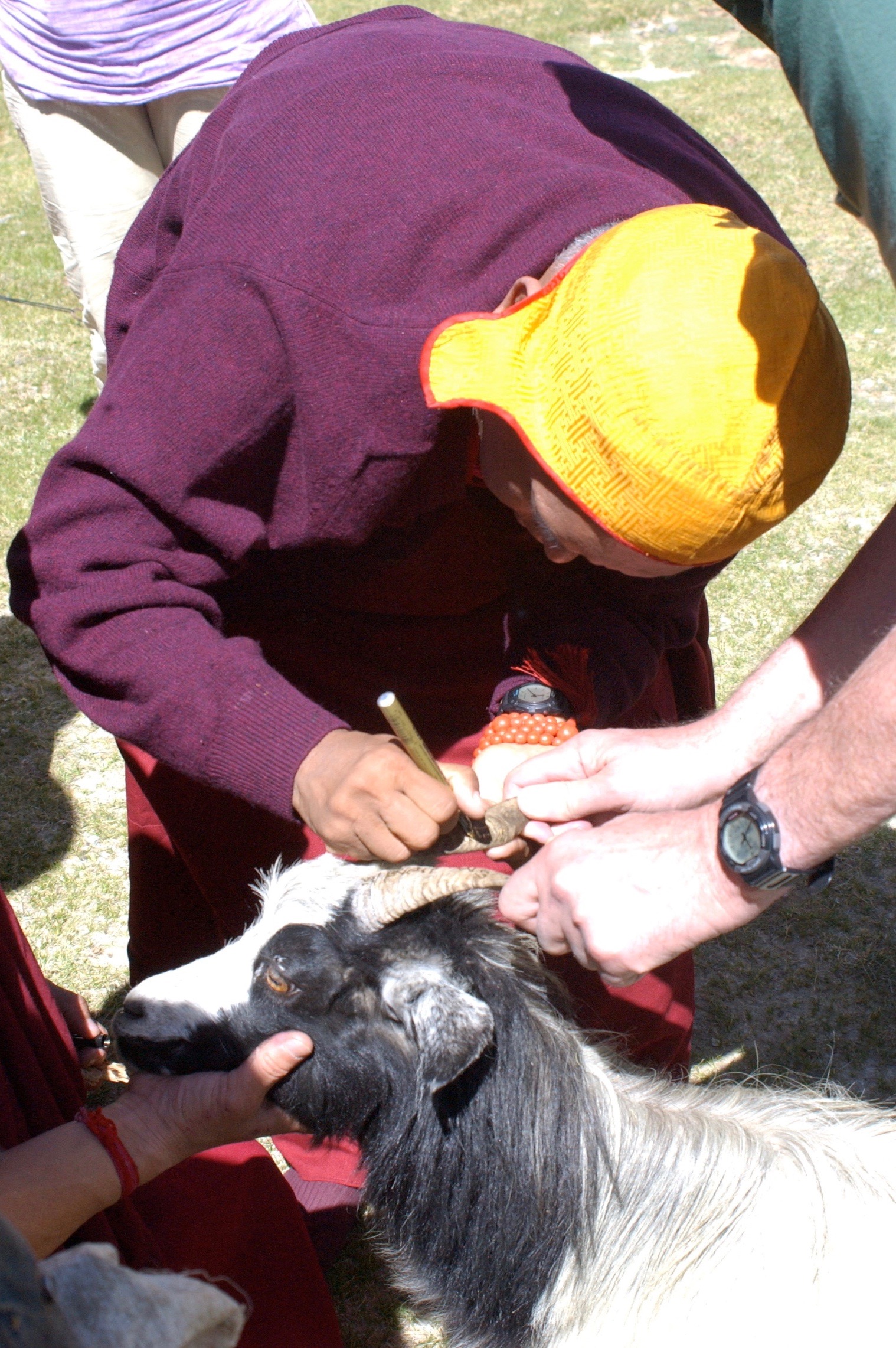 Writing blessed mantra on a goat's horns, Tingri, Tibet. (Photo Bob Cayton)