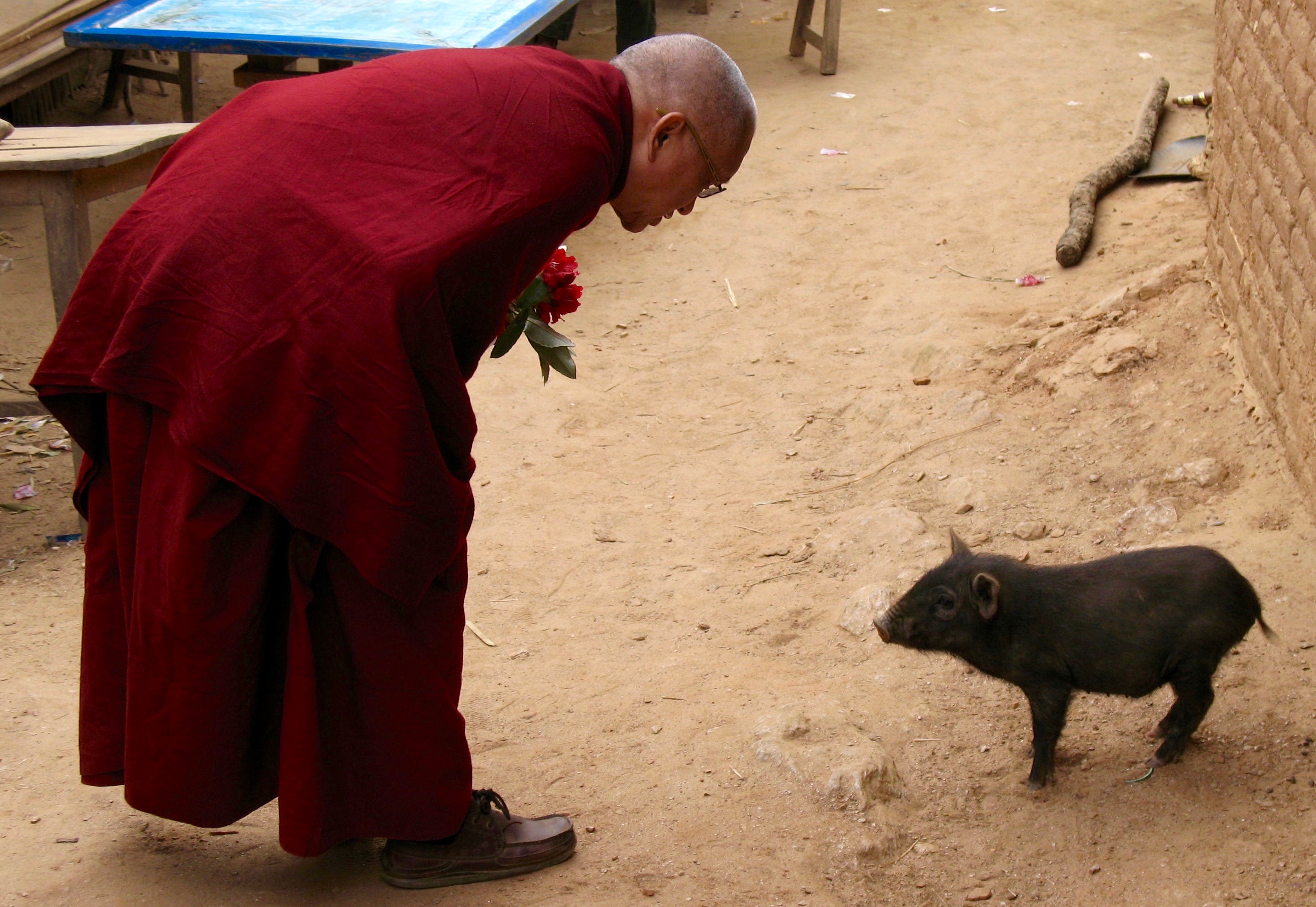 Lama Zopa Rinpoche chanting mantras for a pig in the road, Maratika, Nepal, 2008. (Photo Frances Howland)
