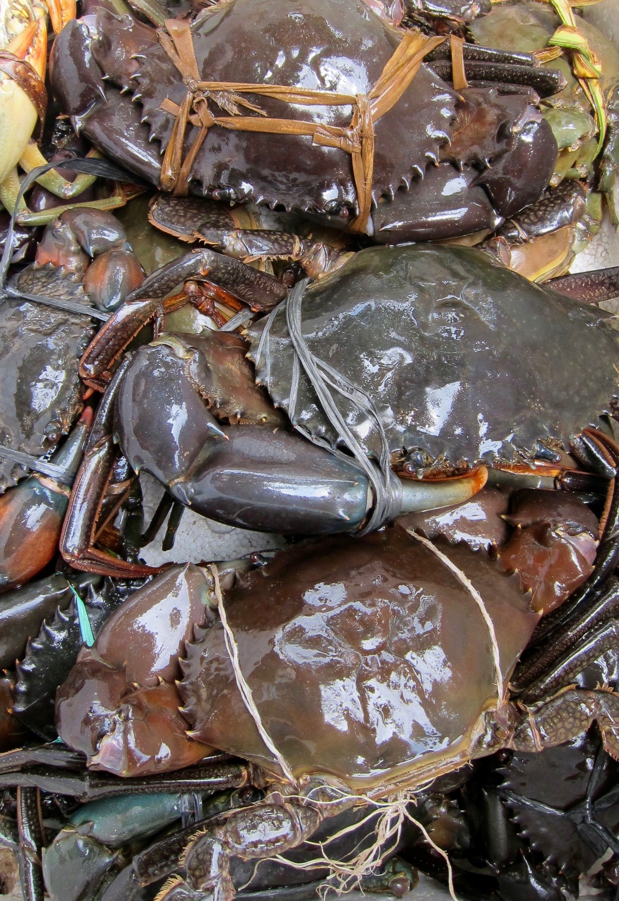 Crabs bought from the live market by students at Amitabha Buddhist Center in Singapore await liberation back to the ocean. They are sold tied up and packed together in cramped conditions to be boiled alive and eaten. (Photo Ven Sarah Thresher)