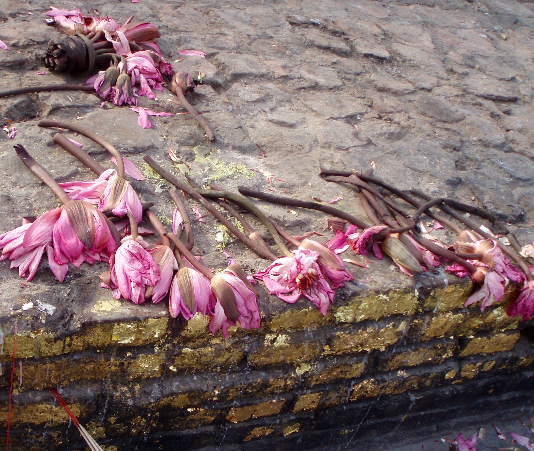 Offerings decay on the ruined walls that mark the spot where the Buddha meditated during the rains retreat in the Jetavana Grove, Sravasti. (Photo Ven Sarah Thresher)
