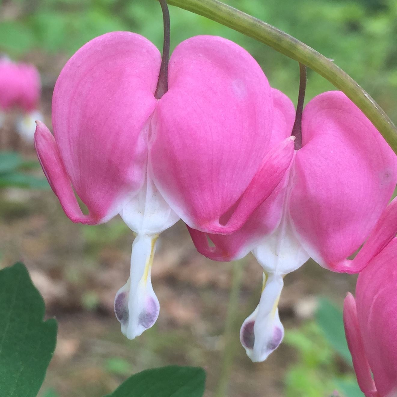 The conventional beauty of a bleeding heart
