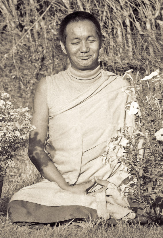 Lama in a “New York shirt”