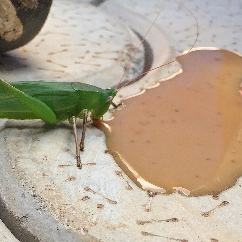 Grasshopper drinking chai. (Photo Roy Harvey)